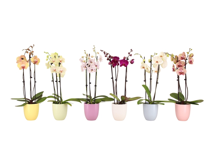<h4>Hugo Pastel Mix Phal Mix 3T18+</h4>
