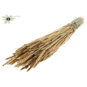 Triticum per bunch Antique Gold + Glitter