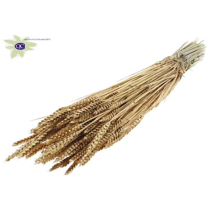 <h4>Triticum per bunch Antique Gold + Glitter</h4>