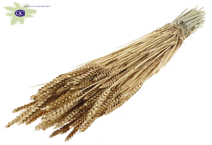 Triticum per bunch Antique Gold + Glitter