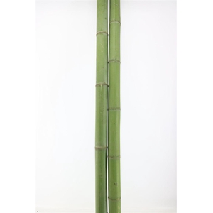 Bamboe 60-80 2meter