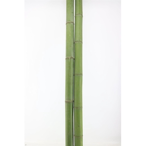 Bamboo 60/70 2 M Phyllostachys