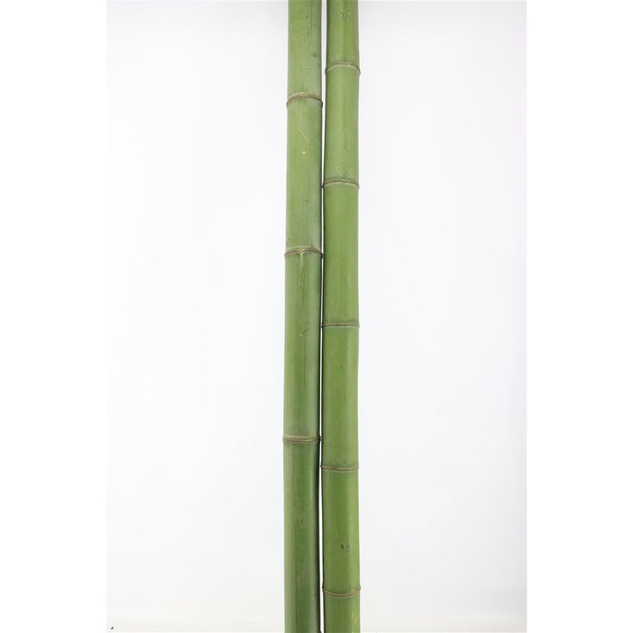 <h4>Bamboe 60-80 2meter</h4>