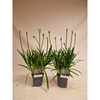 Agapanthus 'Charlotte'