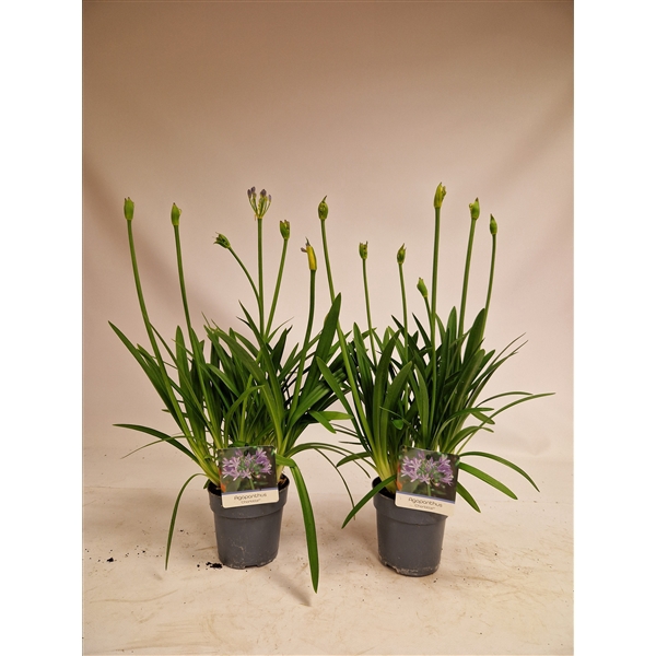 <h4>Agapanthus 'Charlotte'</h4>