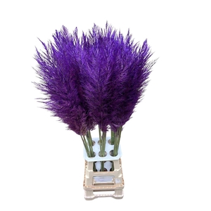 Cortaderia Opgetrokken Lavendel Stem