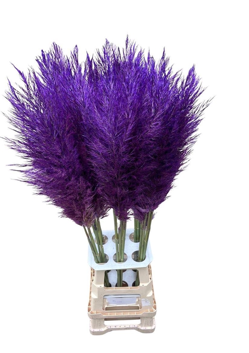 <h4>Cortaderia Opgetrokken Lavendel Stem</h4>