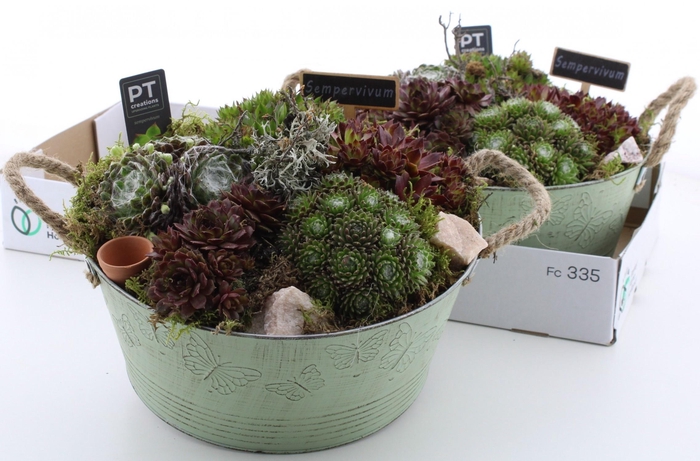 <h4>ARR SEMPERVIVUM</h4>