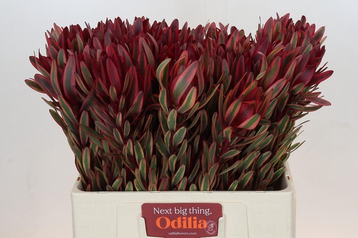 <h4>Leucadendron Jester</h4>