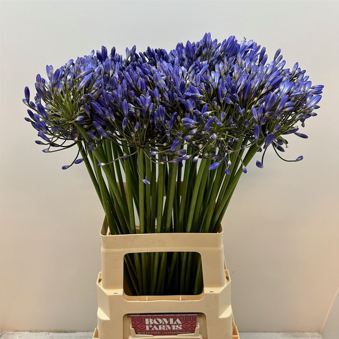 <h4>Agap Blue Heaven</h4>