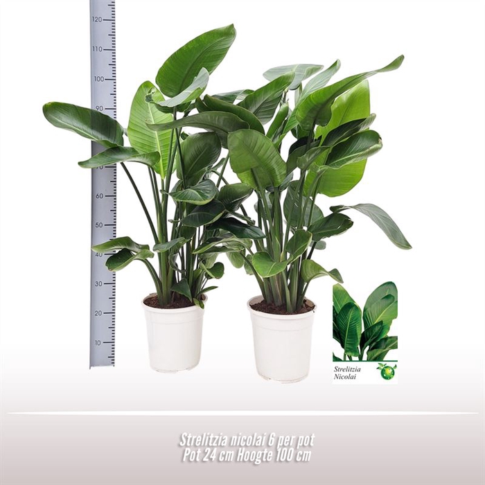 <h4>Strelitzia nicolai 6 per pot</h4>