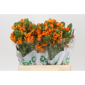 Ornithogalum dubium Sunray
