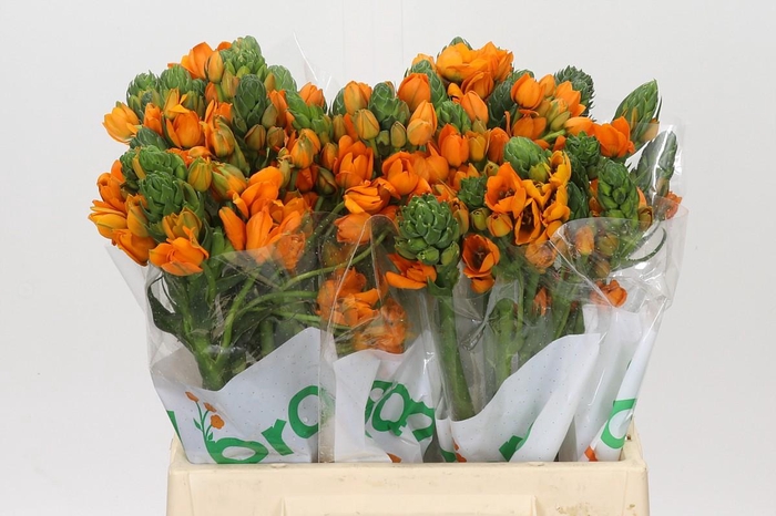 <h4>Ornithogalum dubium Sunray</h4>