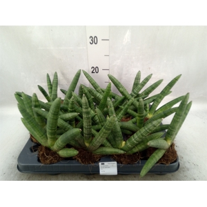 Sansevieria cyl.  ...