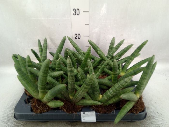 Sansevieria cyl.  ...