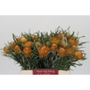 Banksia Dryandra