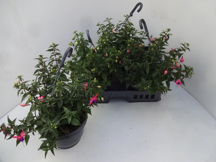 <h4>FUCHSIA GEM</h4>