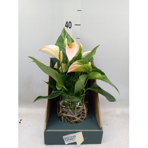 Anthurium andr. 'Joli Peach'