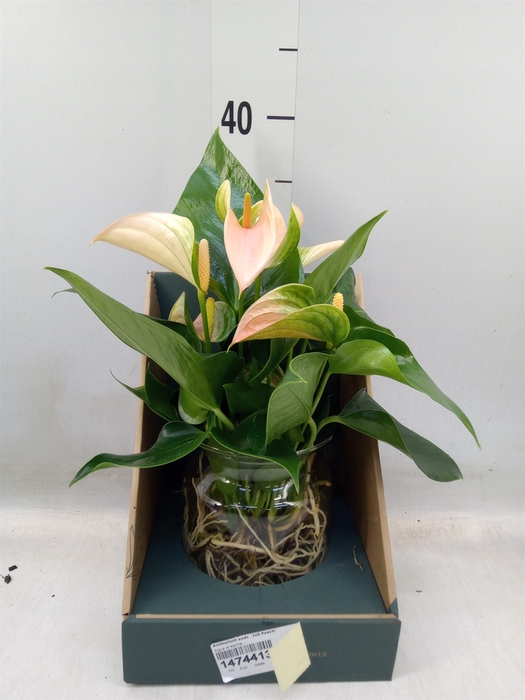 <h4>Anthurium andr. 'Joli Peach'</h4>