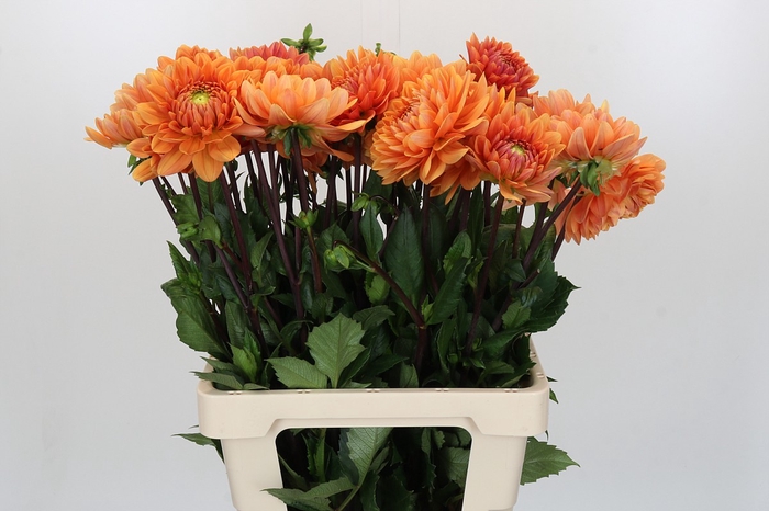 <h4>Dahlia Renato Tosio</h4>