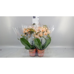 Phalaenopsis   ...