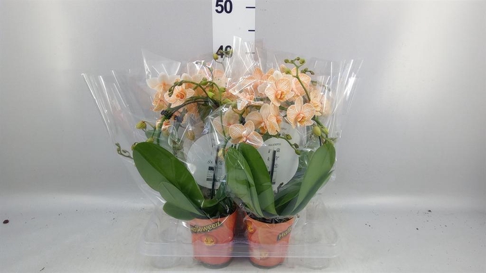 <h4>Phalaenopsis   ...</h4>