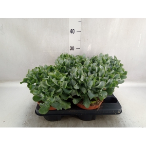 Crassula arborescens subsp. undilat