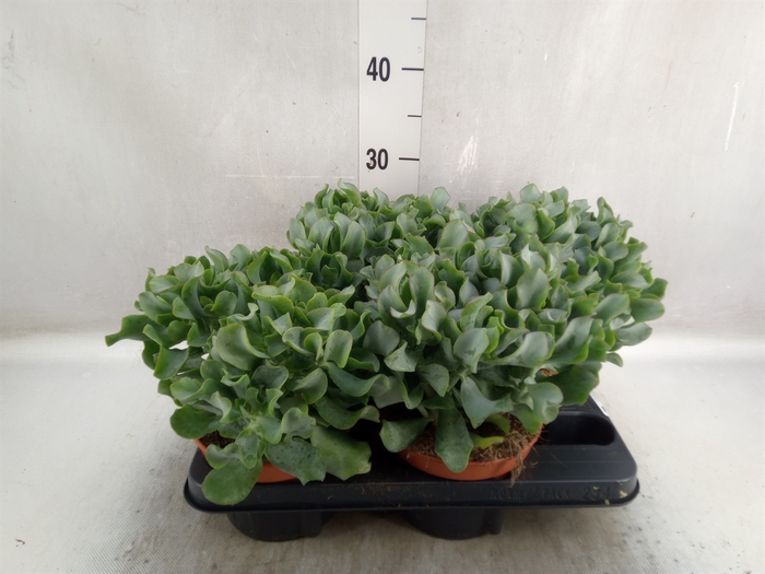 Crassula arborescens subsp. undilat