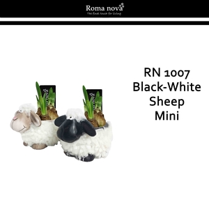 Narcis Rom 1007 Black White Sheep Mini