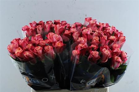 <h4>R Gr Helene</h4>