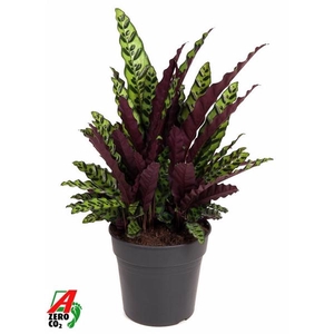 Calathea lancifolia