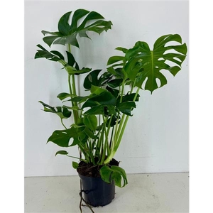 Monstera deliciosa p25