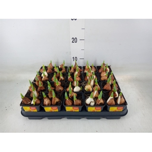 Tulipa DU 'Yellow Baby'