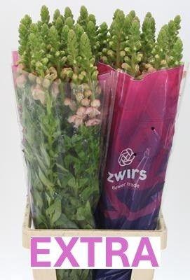 <h4>ANTIR POTO PINK</h4>