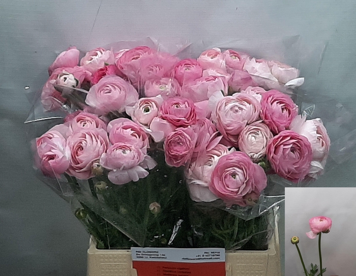 <h4>RAN AM MARSHMALLOW</h4>