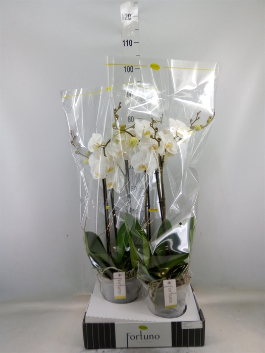 <h4>Phalaenopsis   ...white</h4>