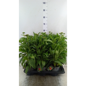 Echinacea   ...