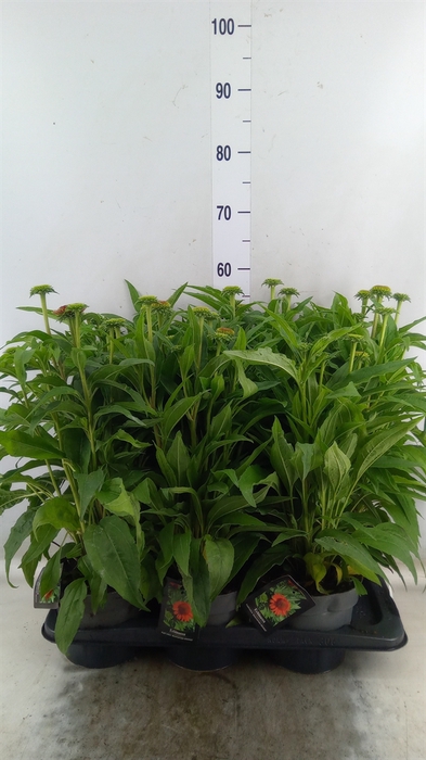 <h4>Echinacea   ...</h4>