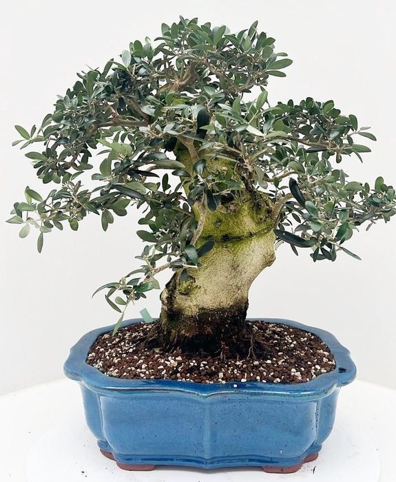<h4>Olea europaea, pot 42cm. Height 65cm. (single item)</h4>