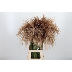 Miscanthus Kl Bh Antiek Goud