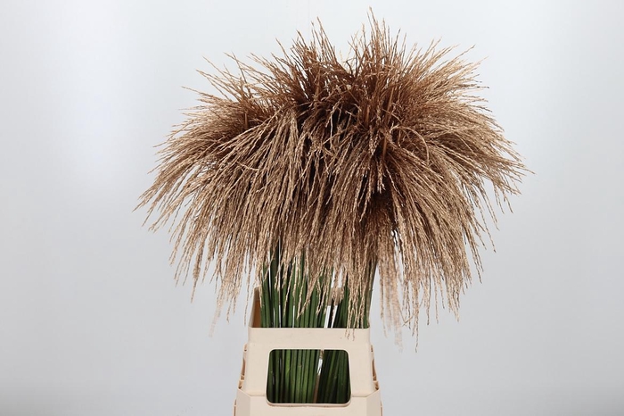 <h4>Miscanthus Kl Bh Antiek Goud</h4>