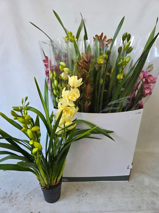 <h4>CYMB GEMENGD</h4>