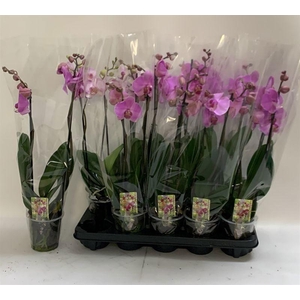 PHAL OV ROZE
