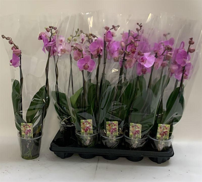 <h4>PHAL OV ROZE</h4>
