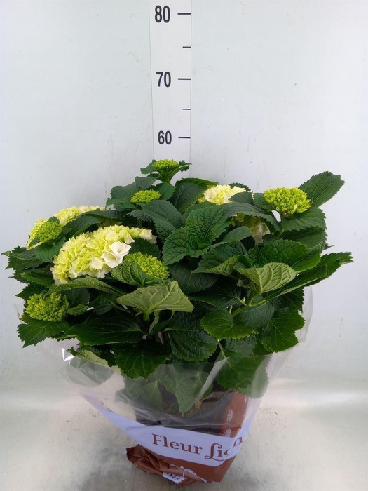 <h4>Hydrangea mac. 'Crystal Palace'</h4>
