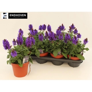 SALVIA NEMOROSA