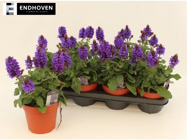 <h4>SALVIA NEMOROSA</h4>