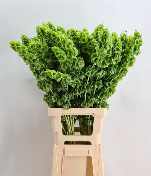 <h4>Moluc La Esulema</h4>