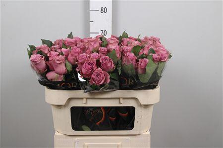 <h4>R Gr Purple Heather</h4>