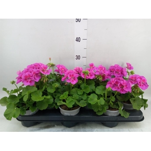 Pelargonium p.x z. 'Calliope Lav S'